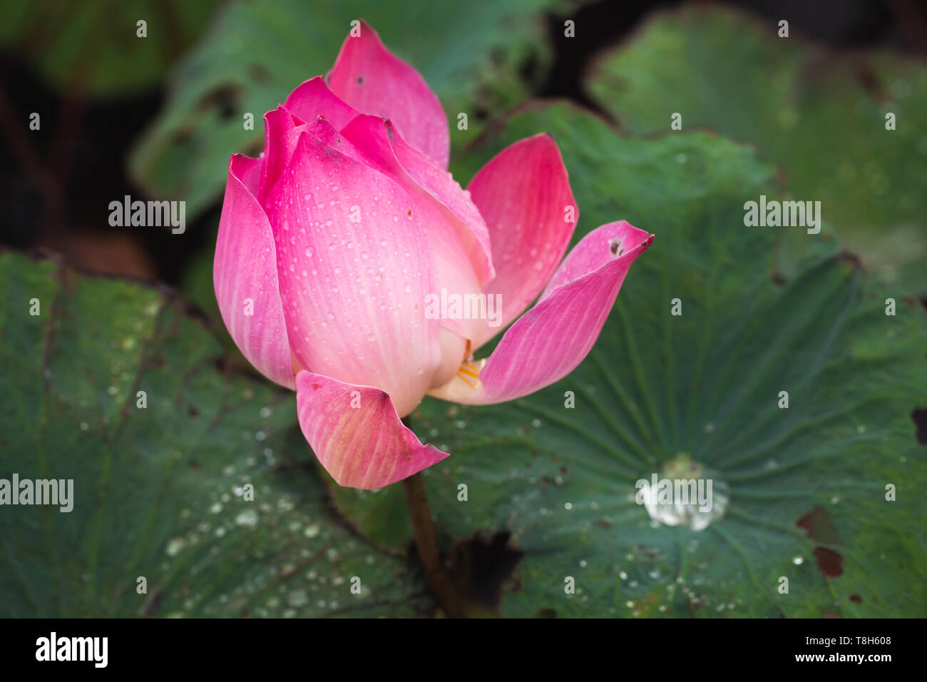 Aprire ninfea rosa bud. Fiore di loto. close-up foto con messa a fuoco selettiva Foto Stock