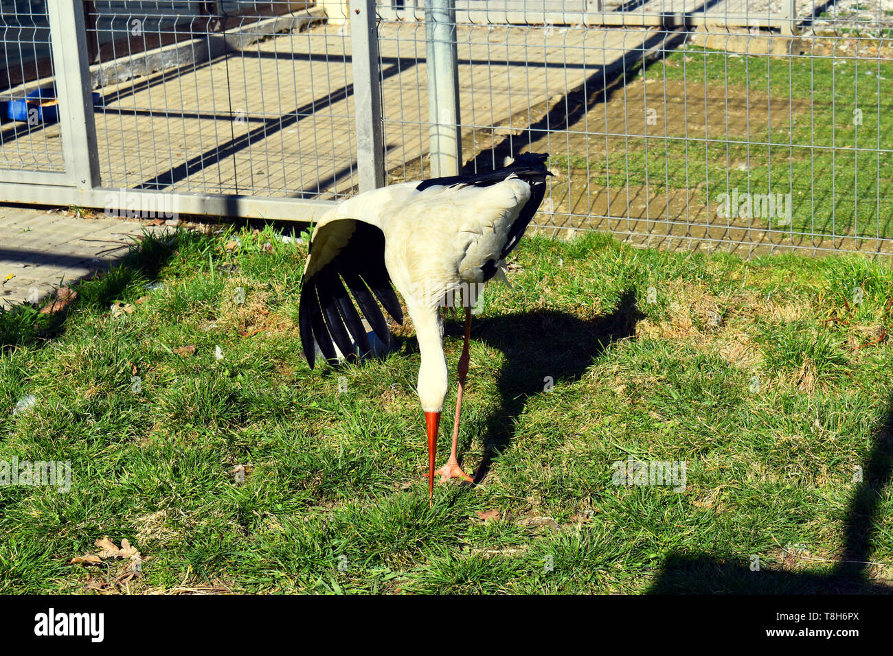 Una cicogna in gabbia allo zoo. Uccelli selvatici in cattività. Foto Stock