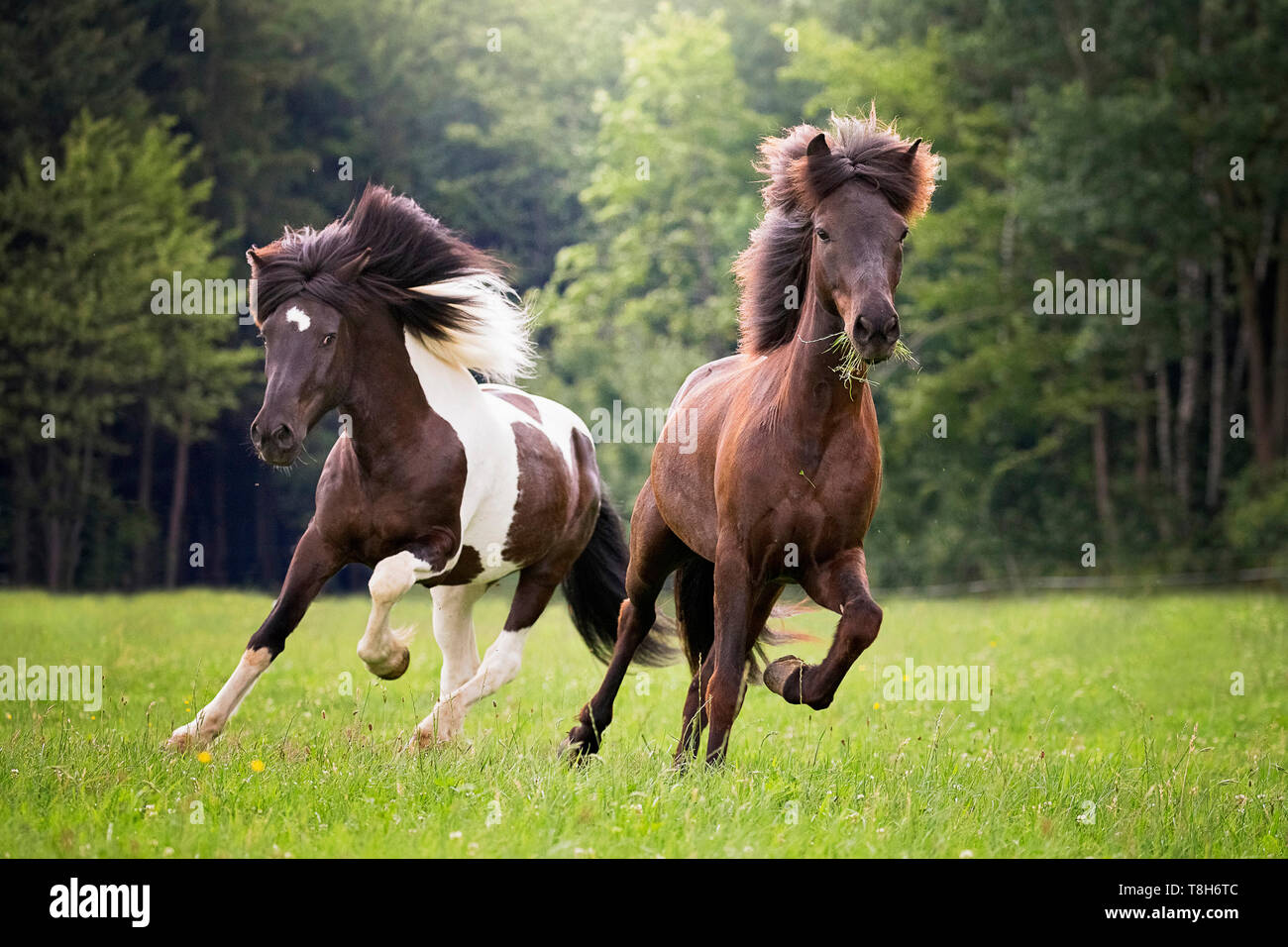 Cavallo islandese. Due adulti al galoppo su un prato in estate. Austria Foto Stock