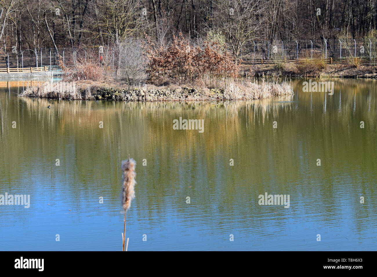 Bellissimo Parco Lago con alberi riflessa in cconsiderare un acqua di cristallinità Foto Stock