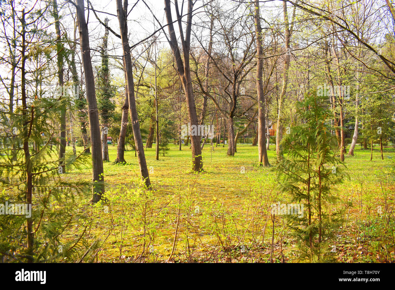 Ramnicu Valcea, Romania 02.04.2019 - Il bellissimo parco Zavoi in una molla giornata di sole Foto Stock