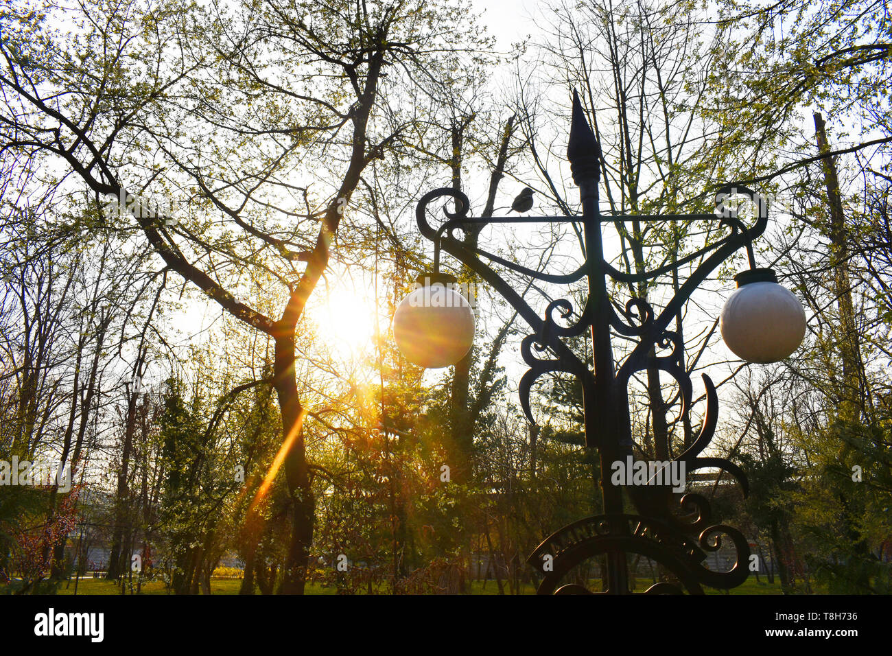 Il sole che splende dietro i rami al parco in una bella giornata di primavera Foto Stock
