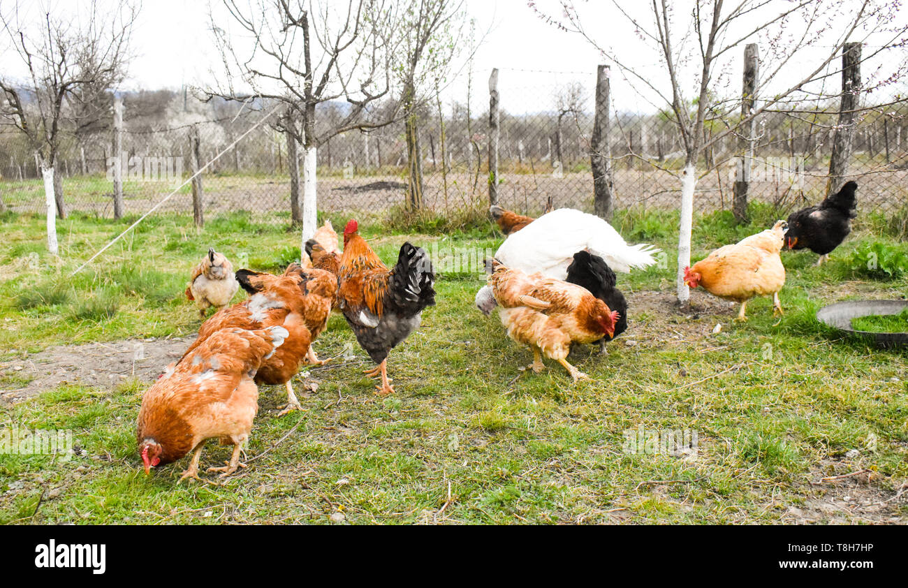 I polli in cortile a mangiare i grani di mais e di erba Foto Stock