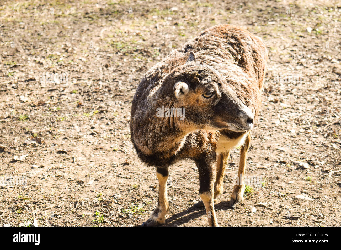 Brown llama (lama glama), mammifero viventi nel sud americana Andes Foto Stock