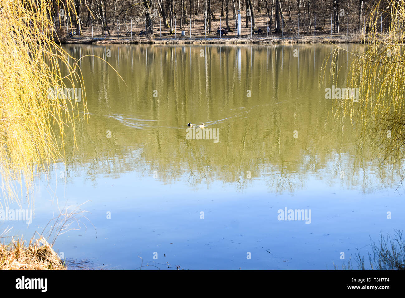 Anatre famiglia sul parco lago in una soleggiata giornata di primavera Foto Stock
