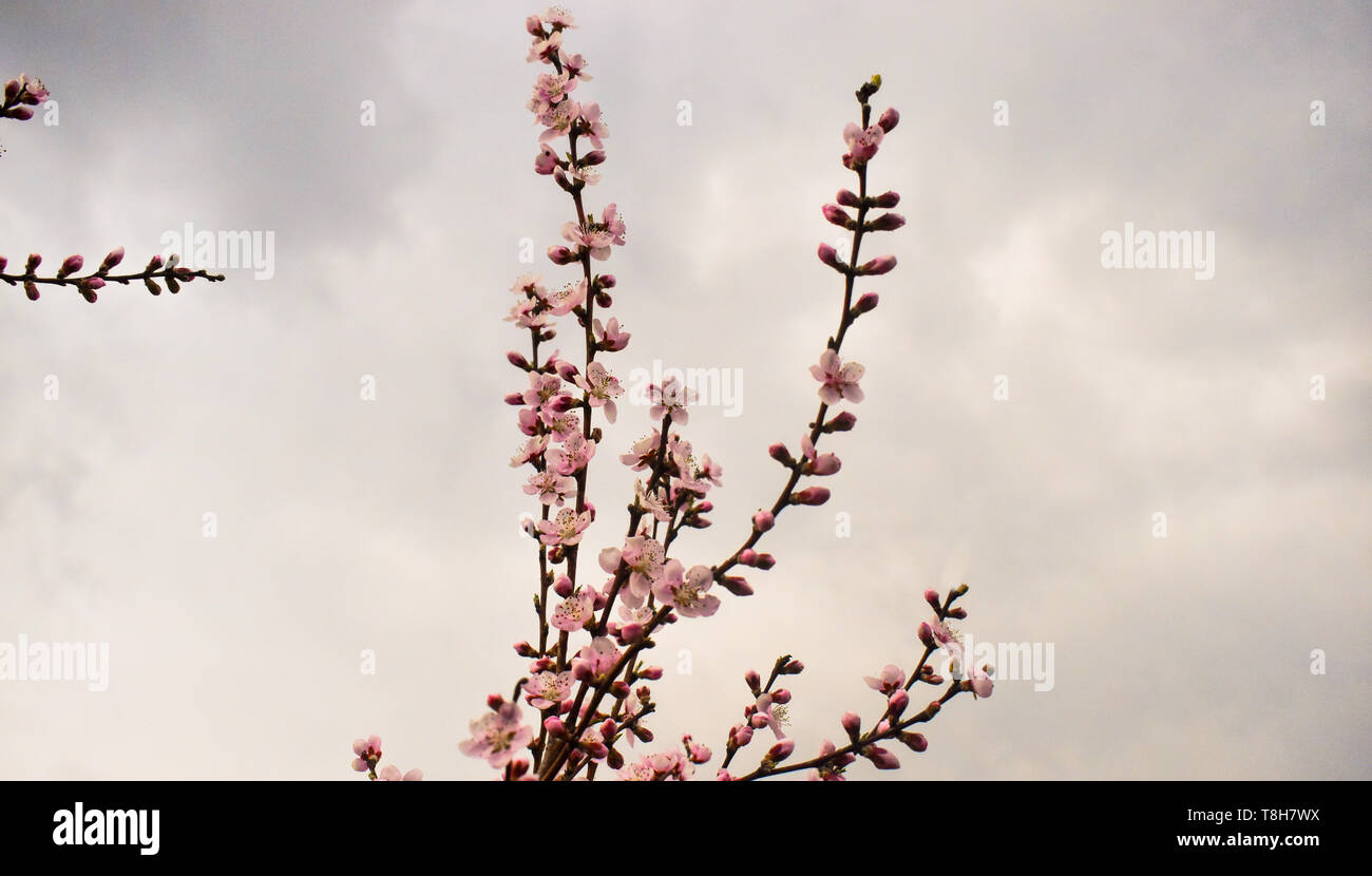 Peach fiori rosa contro il cielo nuvoloso al tempo della molla Foto Stock