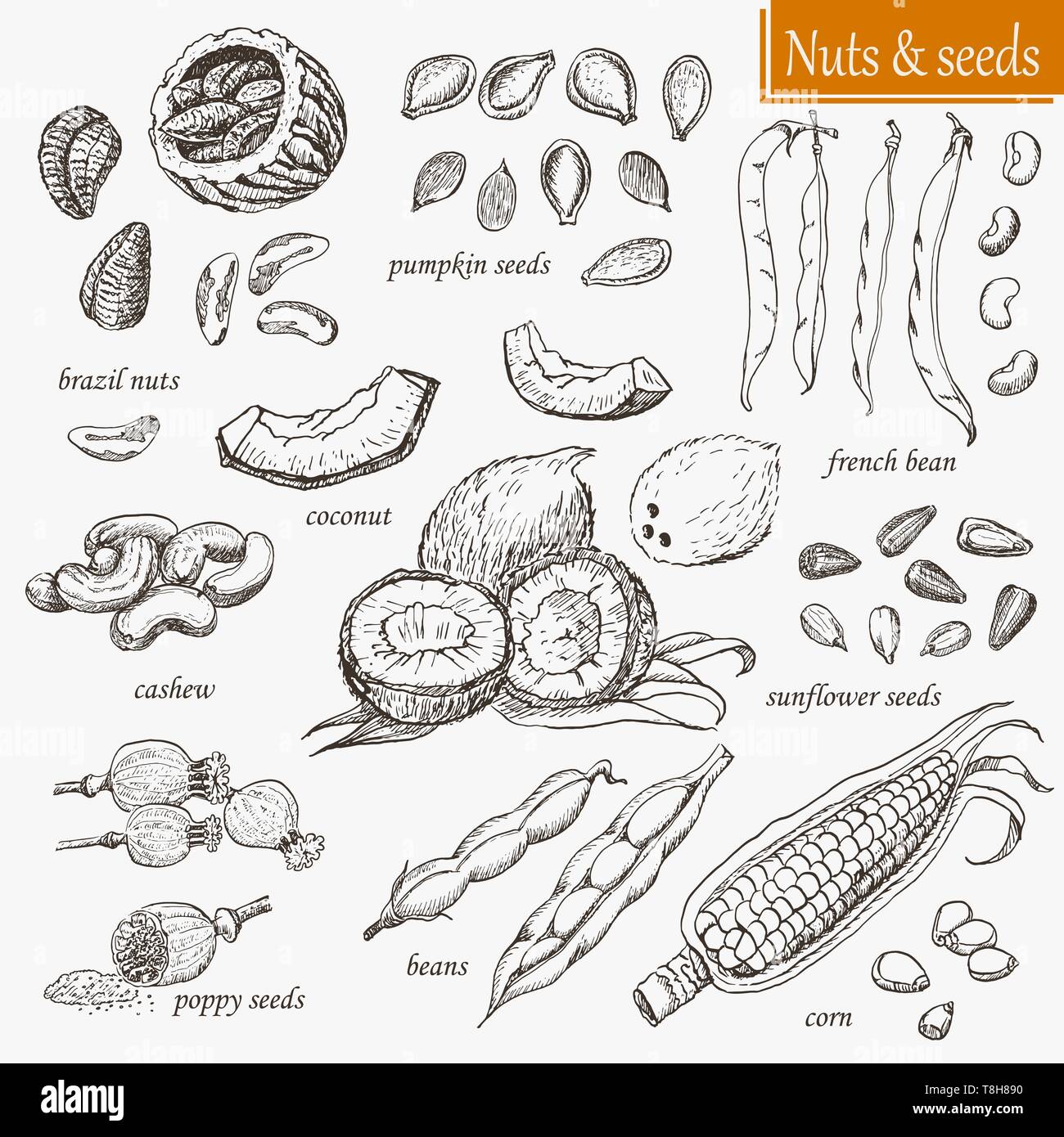 Raccolta di isolato noci e semi. Illustrazione di vettore per il tuo design Illustrazione Vettoriale