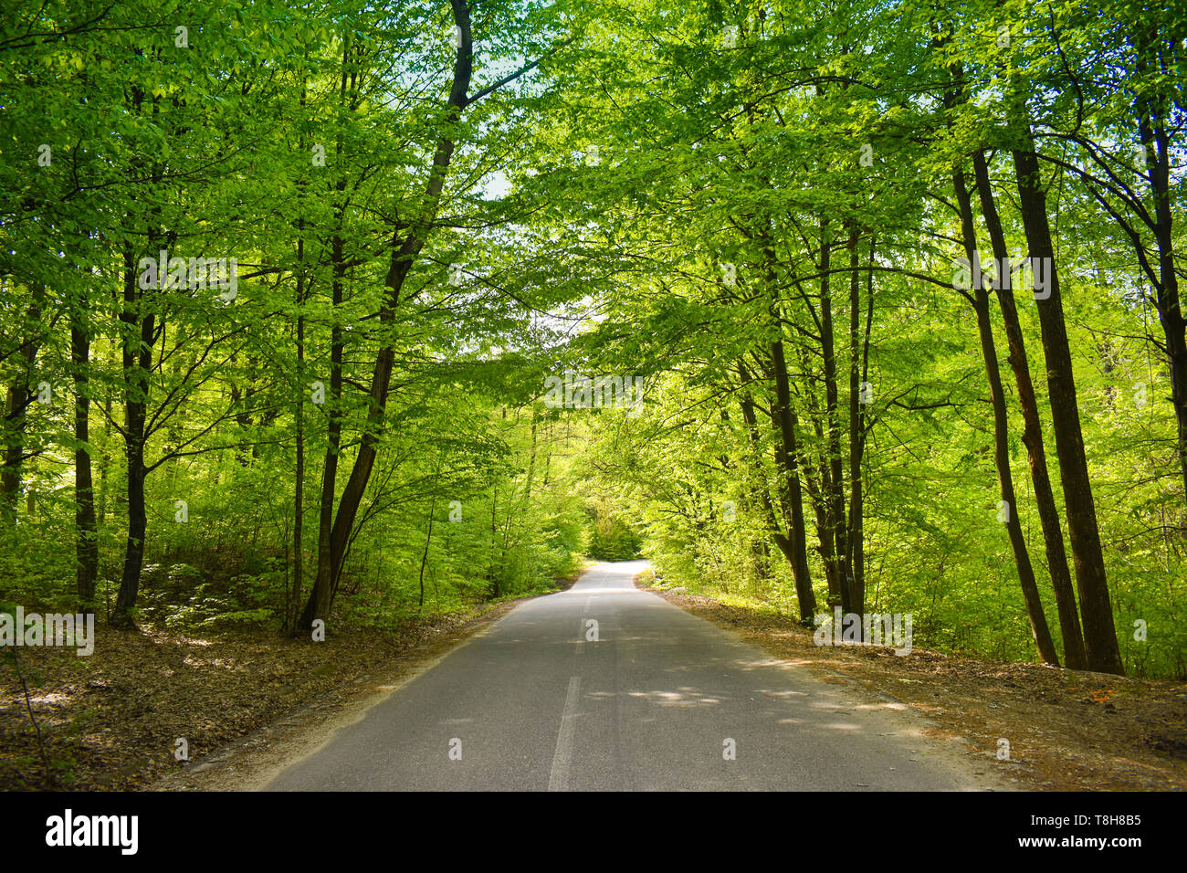 Strada asfaltata attraverso la foresta verde in una soleggiata giornata di primavera Foto Stock
