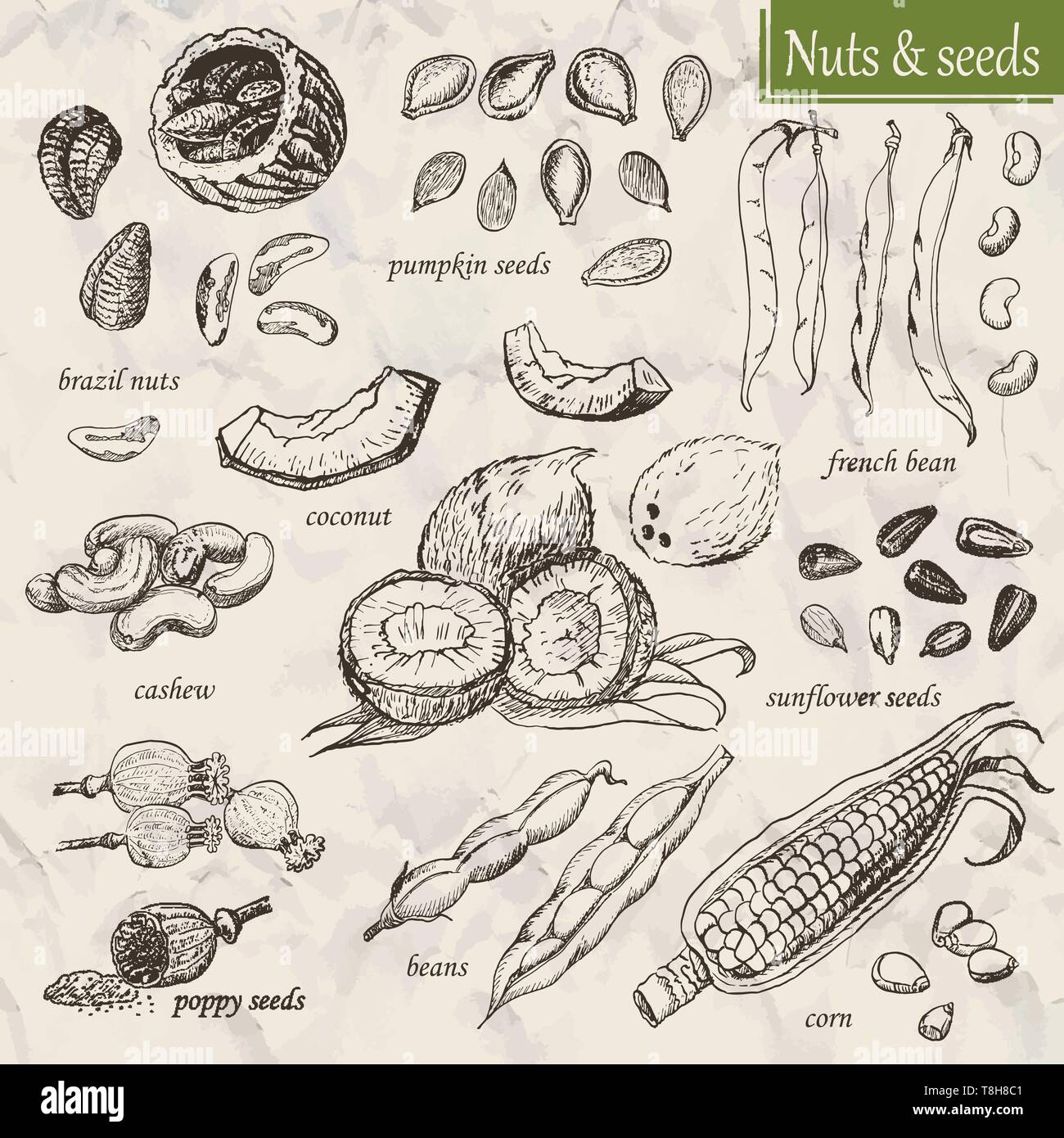 Raccolta delle noci e semi. Illustrazione di vettore per il tuo design Illustrazione Vettoriale