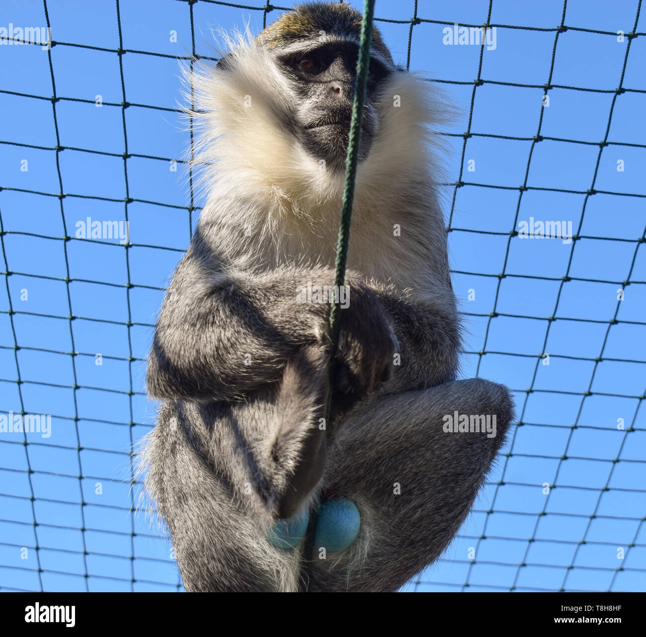 A palla blu Vervet Monkey. Scimmia blu con i testicoli in cattività Foto Stock