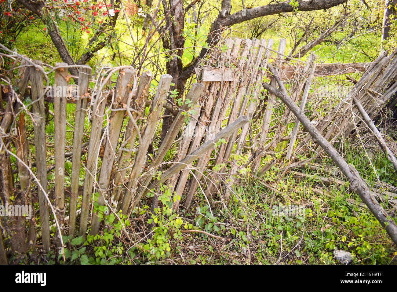 Vecchio rotto recinzione di legno in giardino Foto Stock