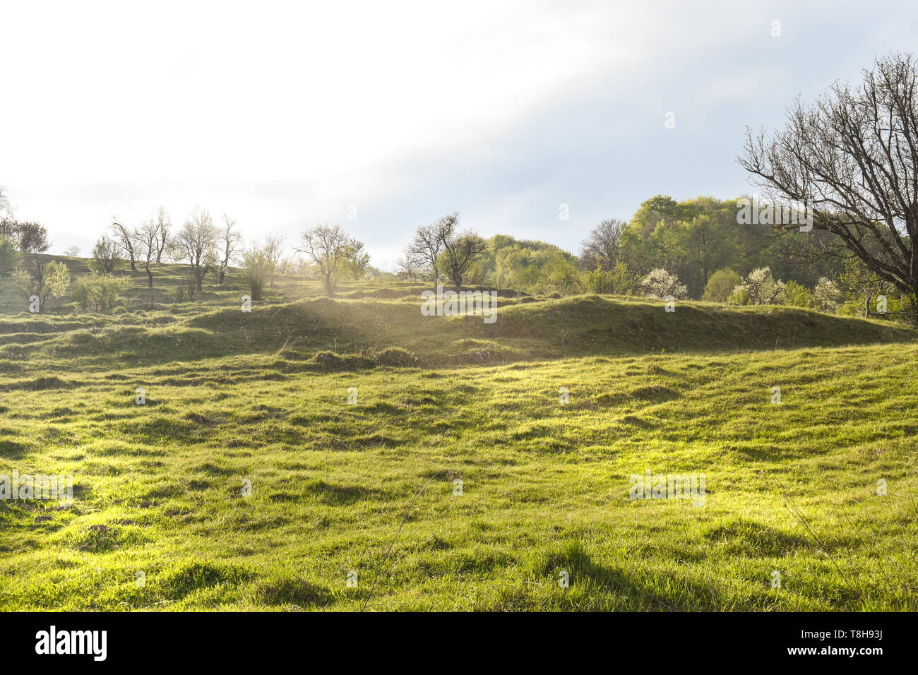 Vista la grande collina verde con alberi verdi e macchie di luce in una soleggiata giornata estiva. Riprese direttamente al sole Foto Stock