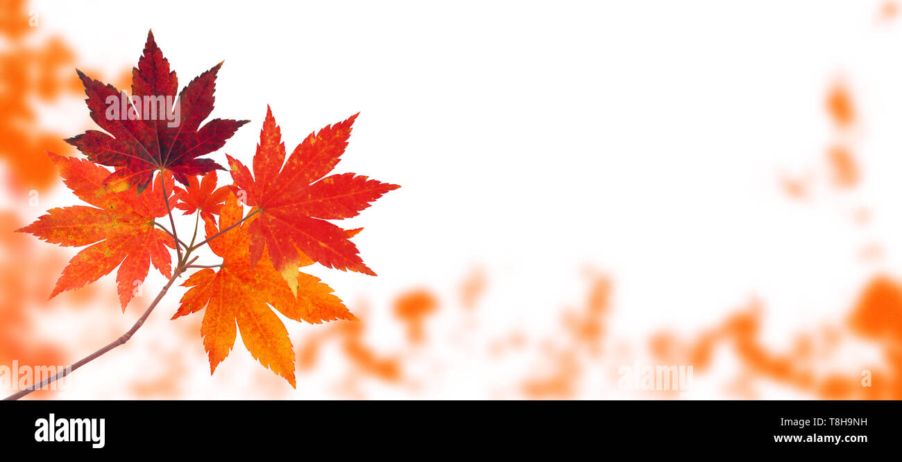 Acero giapponese ramo di albero rosso con foglie di autunno sulla caduta del parco sfocata sfondo orizzontale isolato su bianco Foto Stock