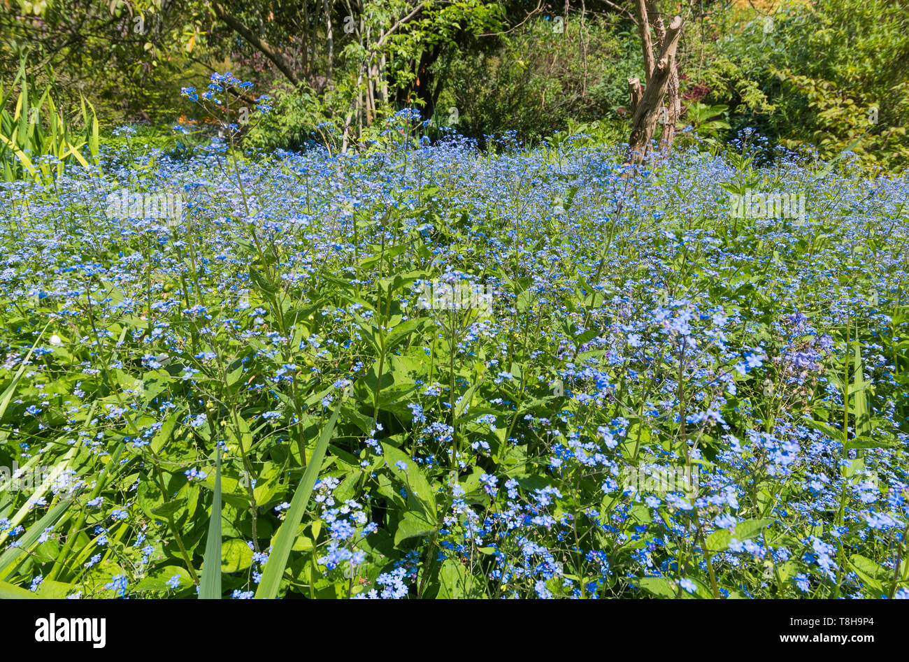 Forget-Me poveri, AKA Scorpion erbe, piccoli fiori blu dal genere Myosotis, fioritura in primavera (maggio) nel Regno Unito. Forget-Me blu-Non. Foto Stock