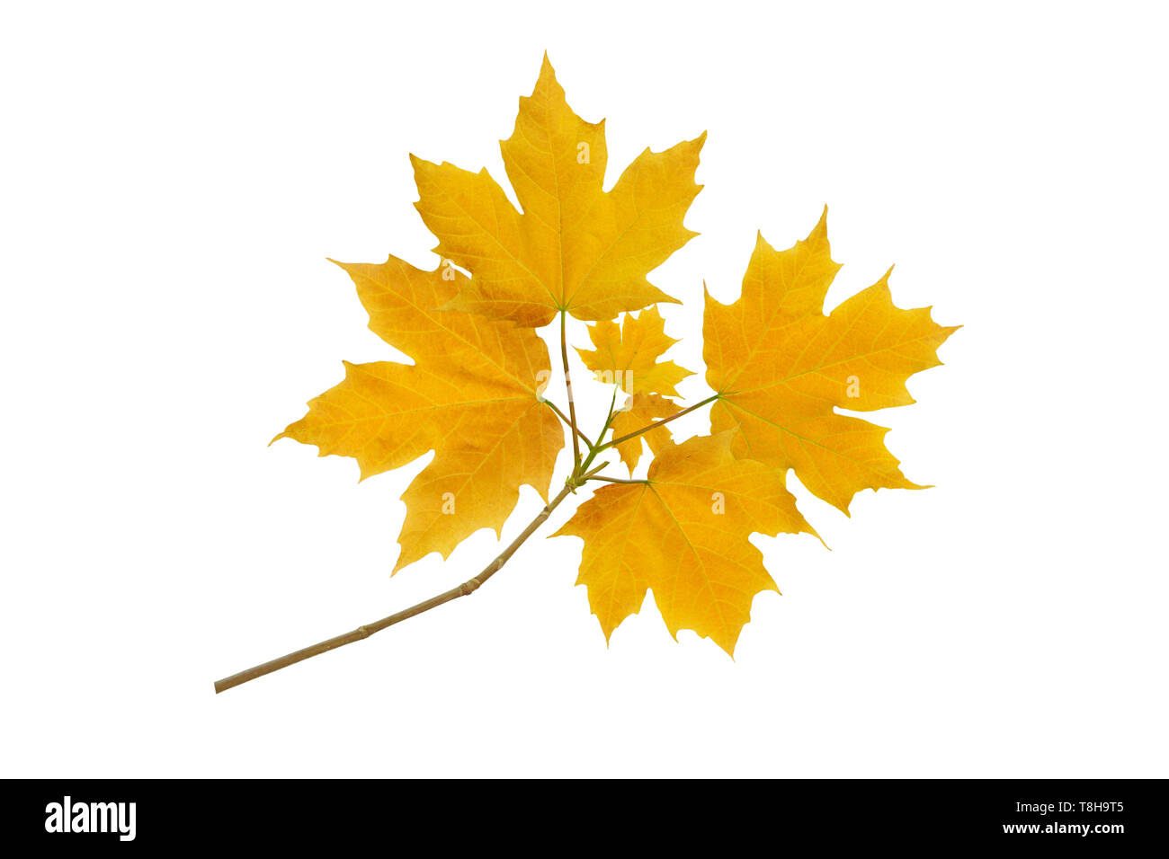 Albero di acero succursale con Giallo autunno lascia isolato su bianco Foto Stock