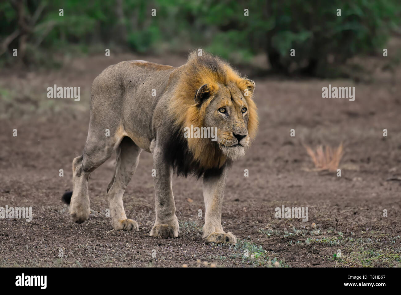 Maschio maturo Lion Panthera Leo stalking Gnu blu Parco Nazionale Kruger Sud Africa Foto Stock