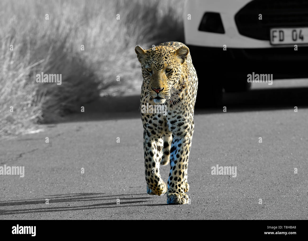 Leopard Panthera Pardus pattugliamento territorio Parco Nazionale Kruger, Sud Africa Foto Stock