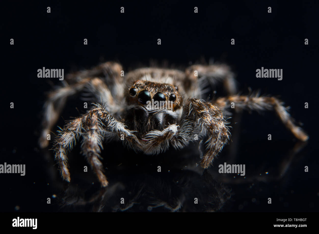 Macro Spider su Black Mirror Foto Stock