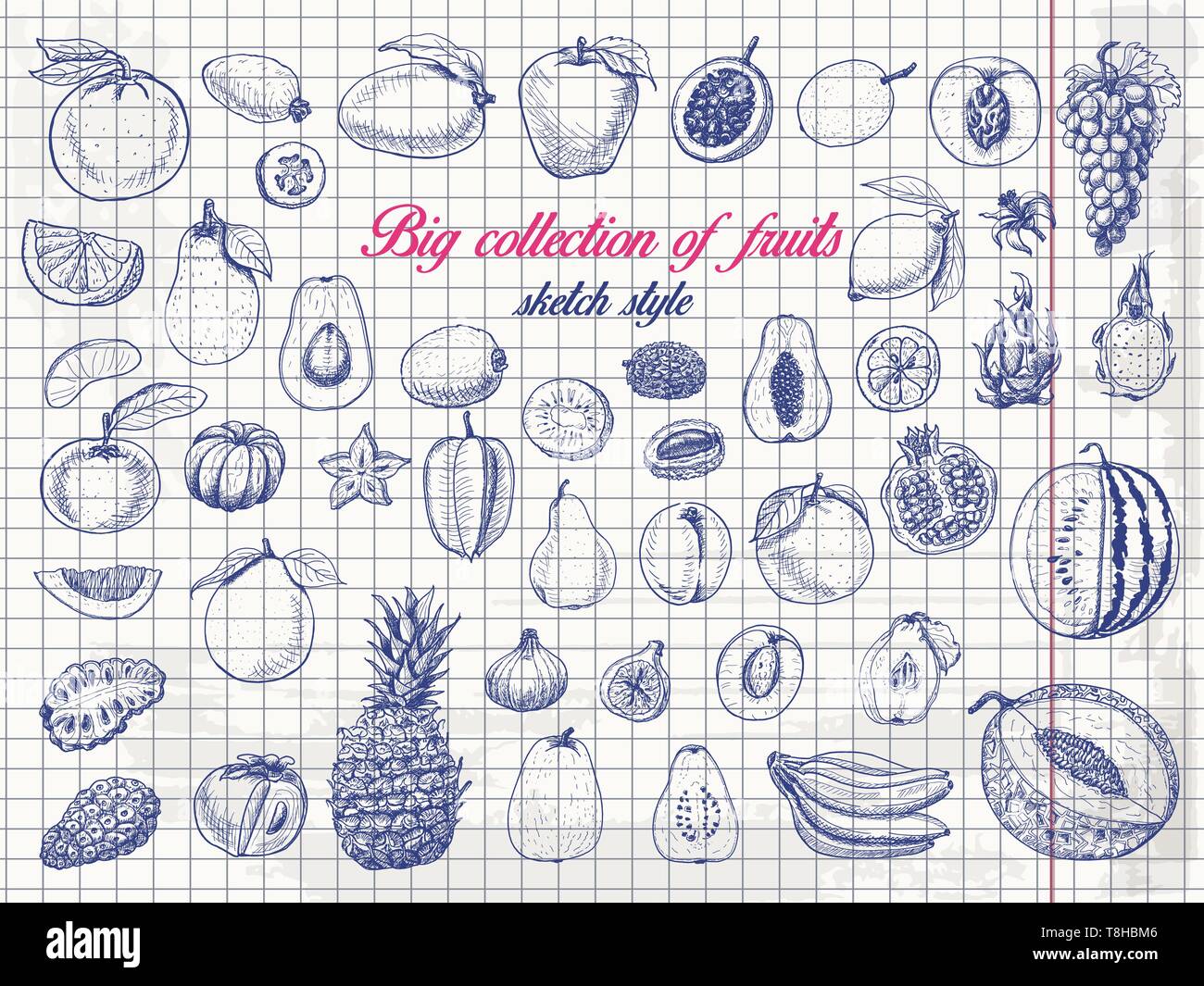 Grande raccolta di frutti su carta. Illustrazione di vettore per il tuo design Illustrazione Vettoriale