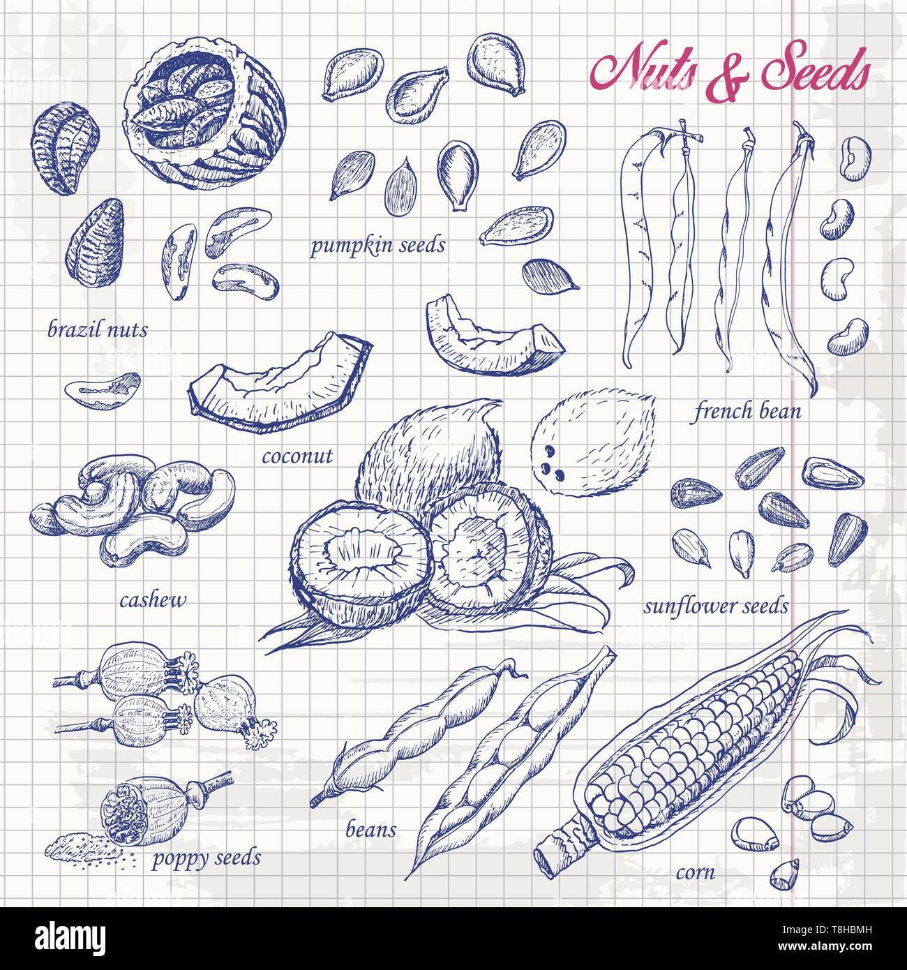 Raccolta delle noci e semi su carta. Illustrazione di vettore per il tuo design Illustrazione Vettoriale