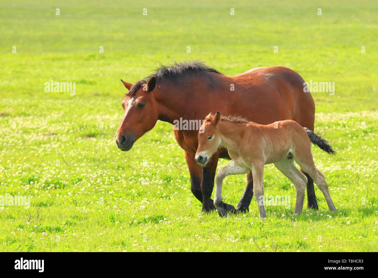 Mare e puledro sul prato in pascolo Foto Stock