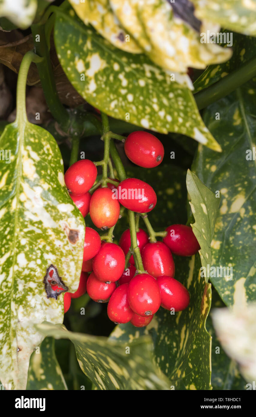 Bacche rosse e le foglie da Aucuba japonica (Spotted Laurel, Giapponese alloro, Spotted Acuba, Aucuba giapponese, polvere d'oro pianta) in inverno nel Regno Unito. Foto Stock