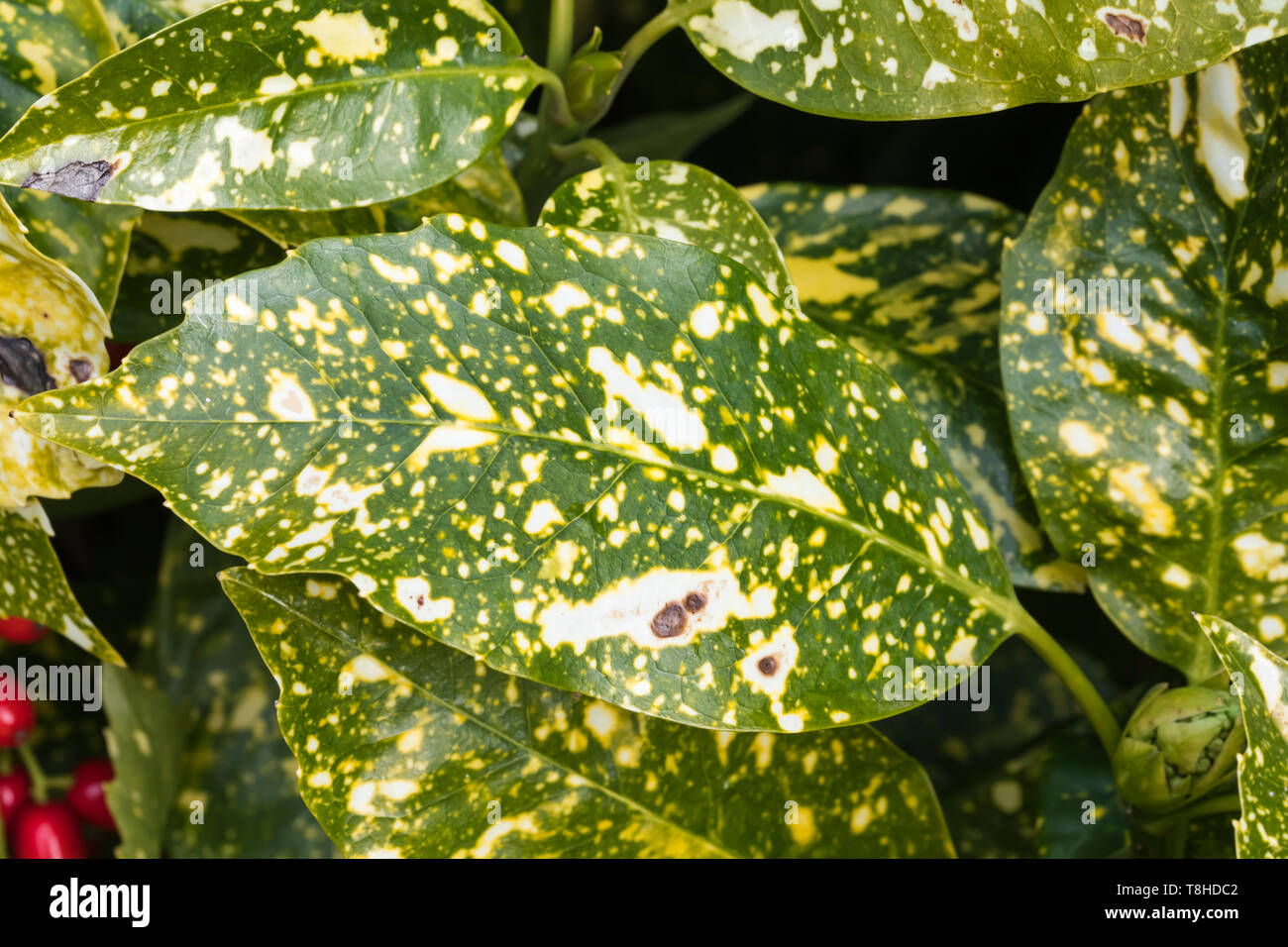 Foglia (foglie) closeup da Aucuba japonica (Spotted Laurel, Giapponese alloro, Spotted Acuba, Aucuba giapponese) in inverno nel Regno Unito. Foto Stock