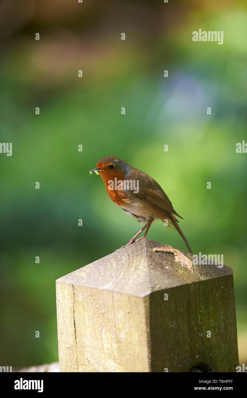 Robin (erithacus rubecula) con caterpillar grub nel suo becco Foto Stock
