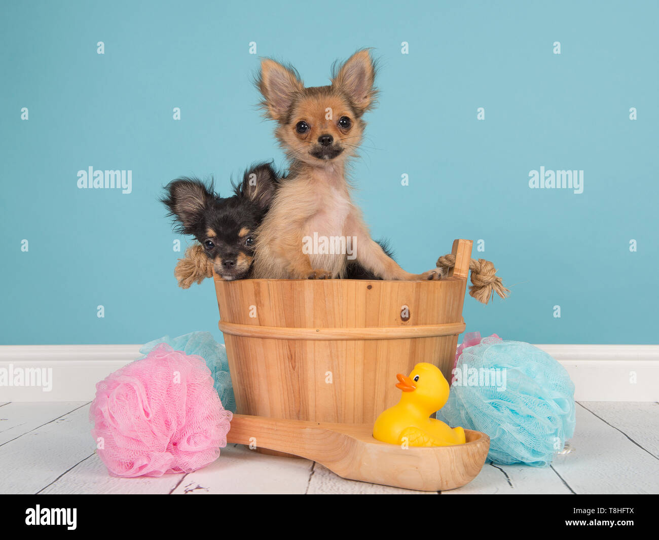 Due cuccioli di chihuahua in un bagno cesto in un bagno con un cucciolo spingendo in Foto Stock