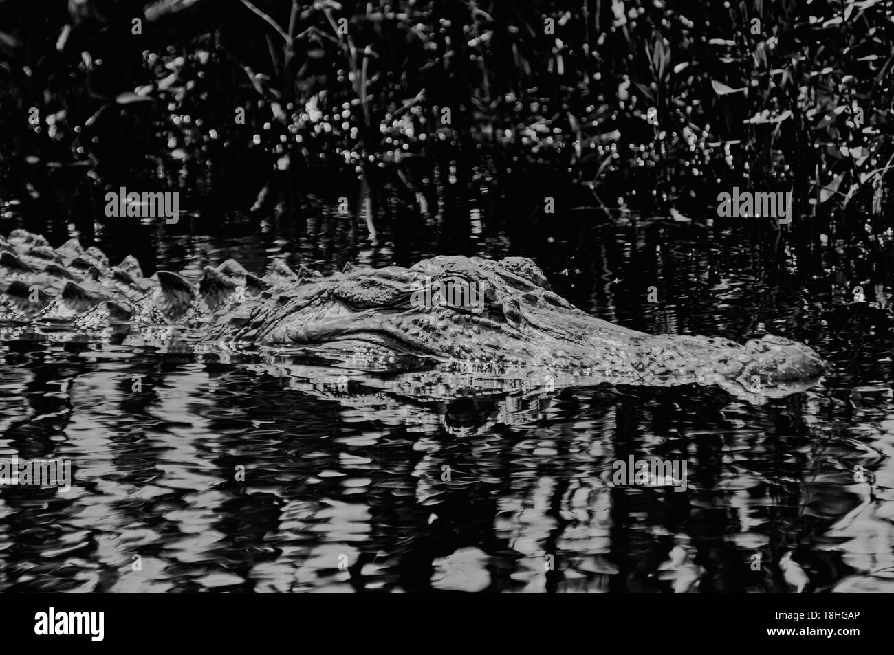 Close-up di un alligatore in monocromia Foto Stock