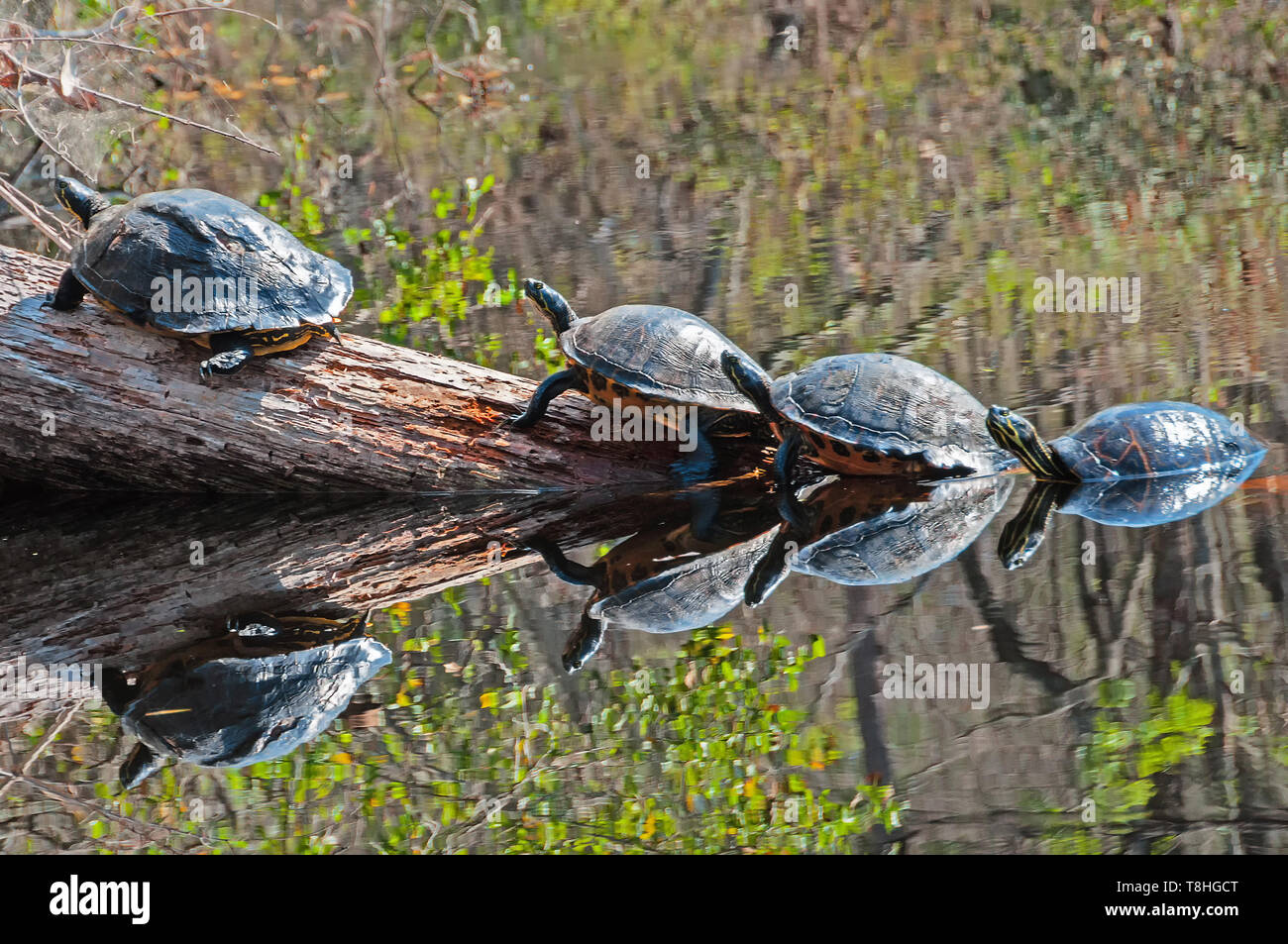 Quattro tartarughe su un tronco di albero il mirroring in acqua Foto Stock