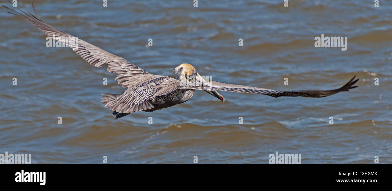 Uno battenti pellicano marrone Foto Stock