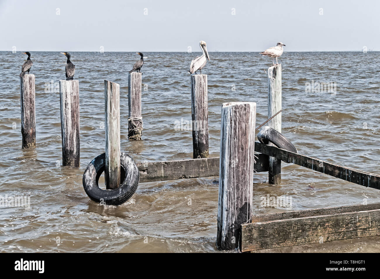 Pellicani, cormorani e gabbiani presso la costa dell'Alabama Foto Stock