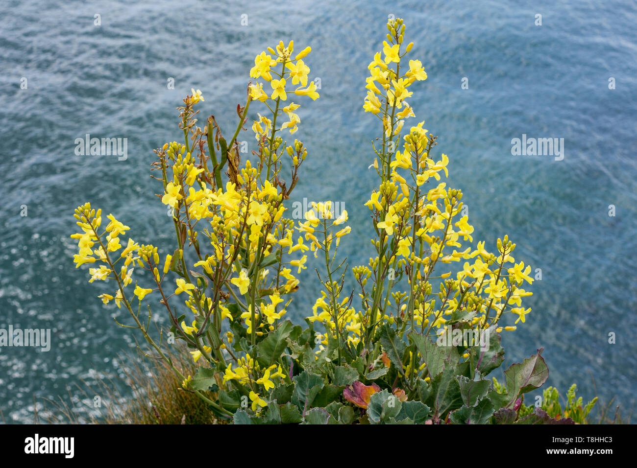 Brassica oleracea, cavolo selvatico, Isle of Purbeck, Dorset, England, Regno Unito Foto Stock