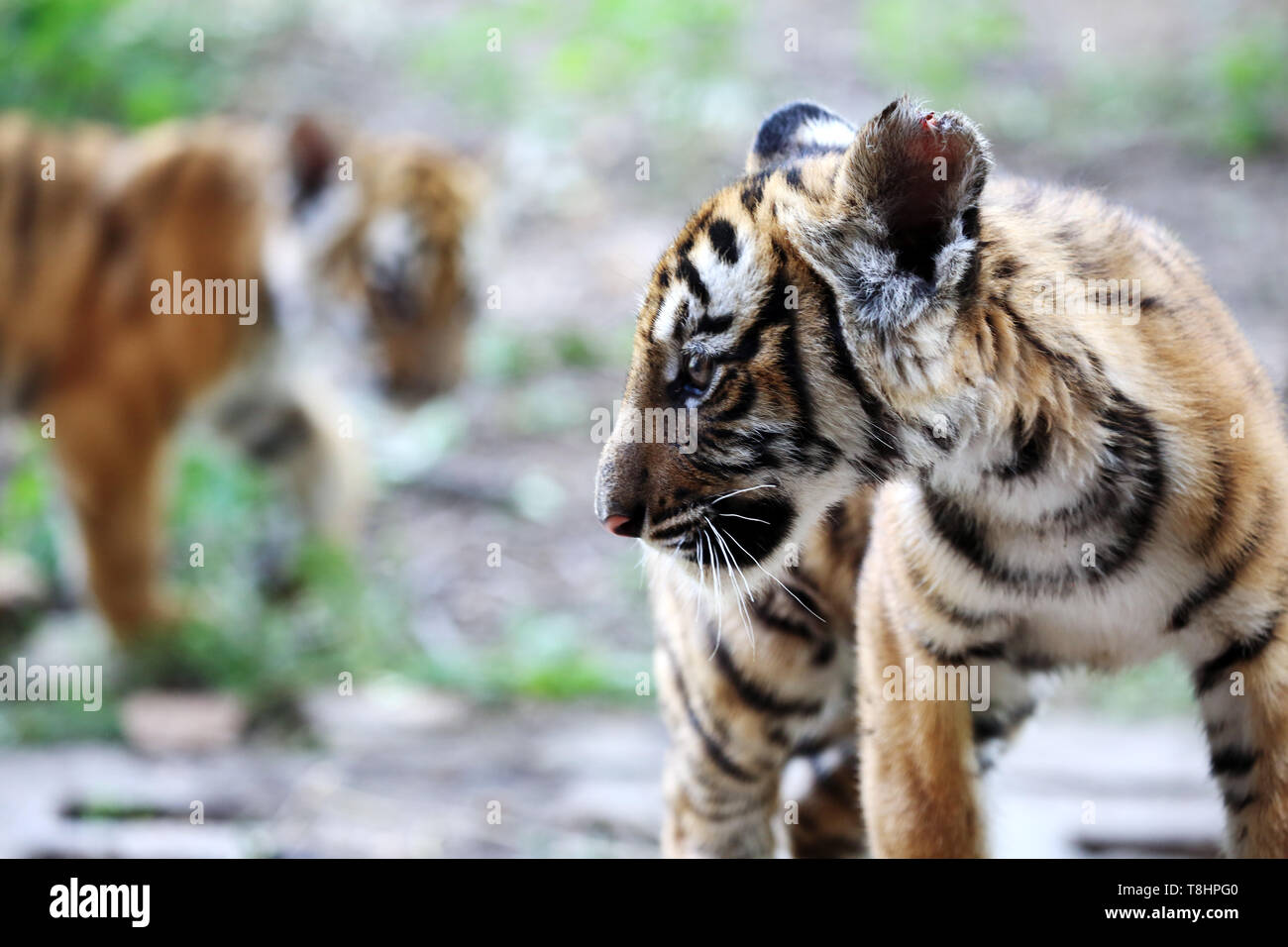 Zhengzhou, la Cina della Provincia di Henan. 11 Maggio, 2019. Un South China Tiger cub è visto allo zoo in Luoyang, centrale cinese della Provincia di Henan, 11 maggio 2019. Sei South China cuccioli di tigre, che sono nati in zoo all'inizio di quest'anno, sono ora ammessi a soddisfare il pubblico. Credito: Liu Gaoyang/Xinhua/Alamy Live News Foto Stock