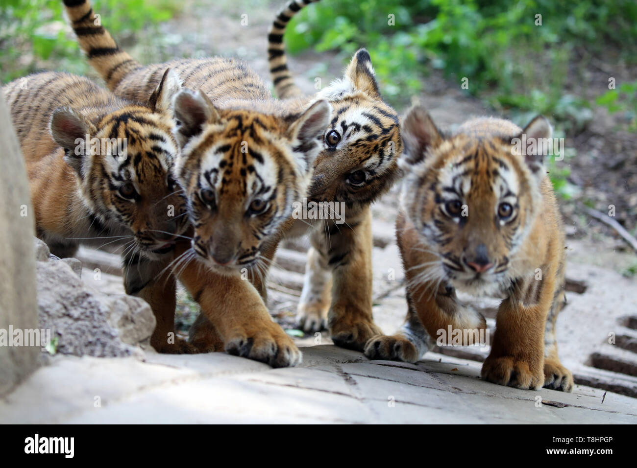 Zhengzhou, la Cina della Provincia di Henan. 11 Maggio, 2019. Cina sud cuccioli di tigre sono visti allo zoo in Luoyang, centrale cinese della Provincia di Henan, 11 maggio 2019. Sei South China cuccioli di tigre, che sono nati in zoo all'inizio di quest'anno, sono ora ammessi a soddisfare il pubblico. Credito: Liu Gaoyang/Xinhua/Alamy Live News Foto Stock