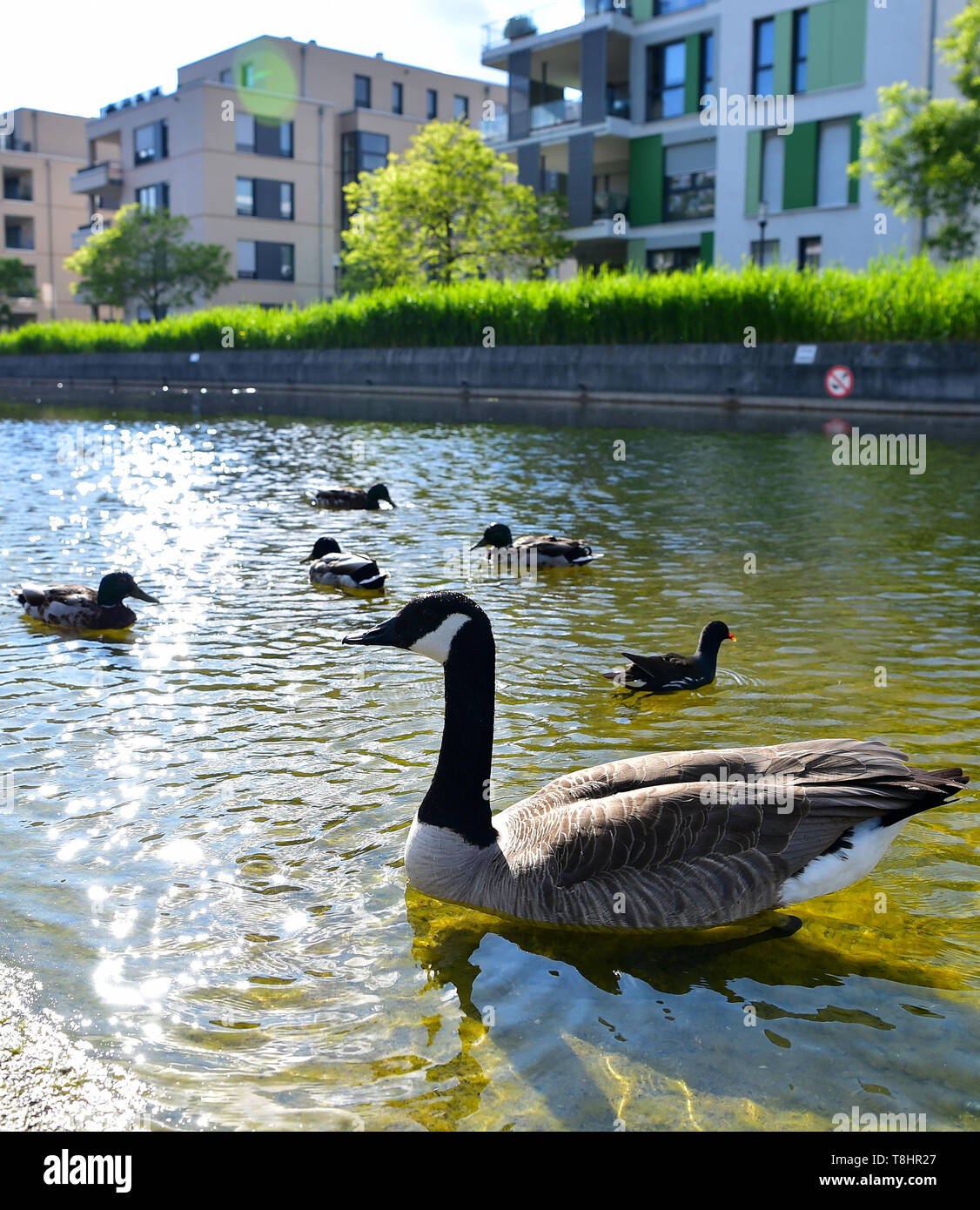 (190513) -- ESSEN, 13 maggio 2019 (Xinhua) -- Foto scattata il 9 Maggio 2019 mostra una vista del parco Krupp di Essen, in Germania. Situato nella Ruhr, una base e base per e nel settore siderurgico in Renania settentrionale-Vestfalia, Germania, di Essen ha visto un verde transizione del settore negli ultimi anni. Una volta fortemente inquinati, Essen ha trasformato in un luogo pulito e centro culturale. Attualmente, circa il 68% della terra di Essen è stata boscate. Durante l'Internazionale di Pechino mostra orticola, Germania Pavilion presenta come verde di iniziative e progetti che hanno contribuito a ripristinare l'ambiente dopo l'inquinamento, con immagini Foto Stock