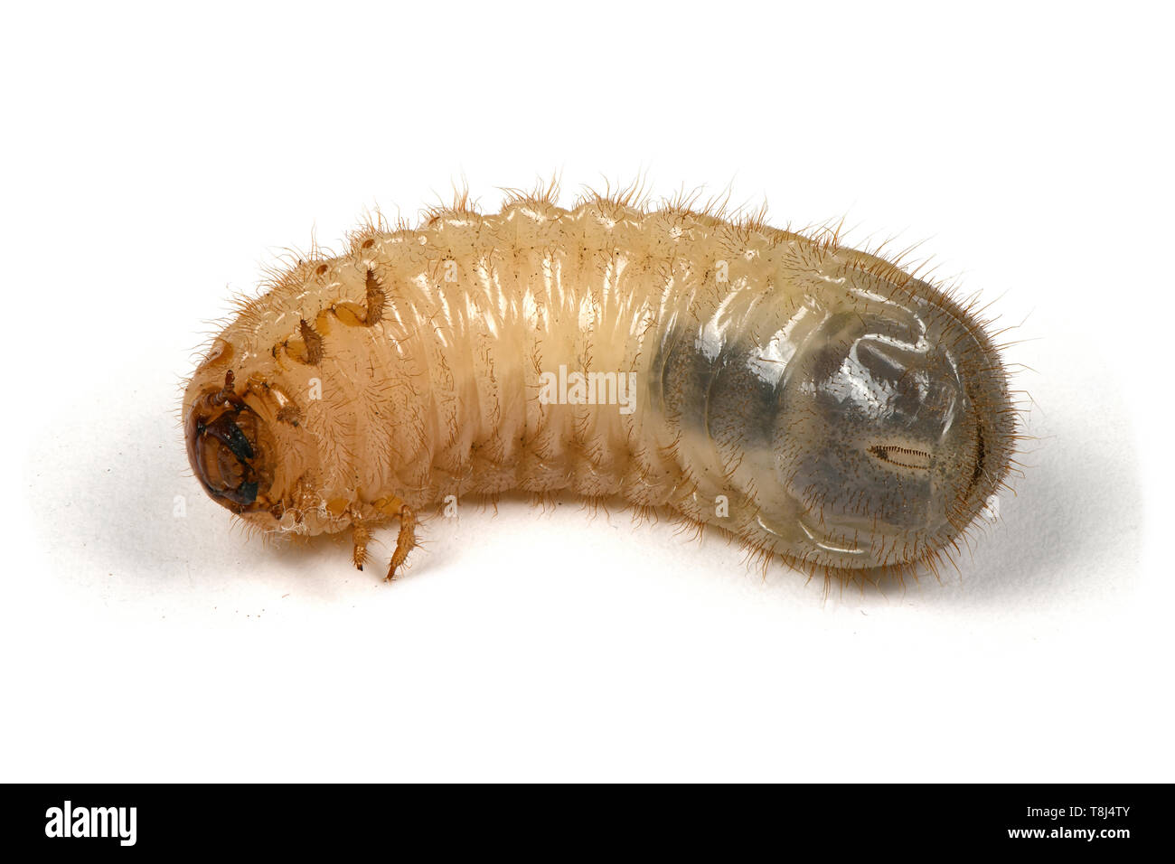 Larva di un maggio beetle (Melolontha) isolato su uno sfondo bianco. Foto ad alta risoluzione. Massima profondità di campo. Foto Stock