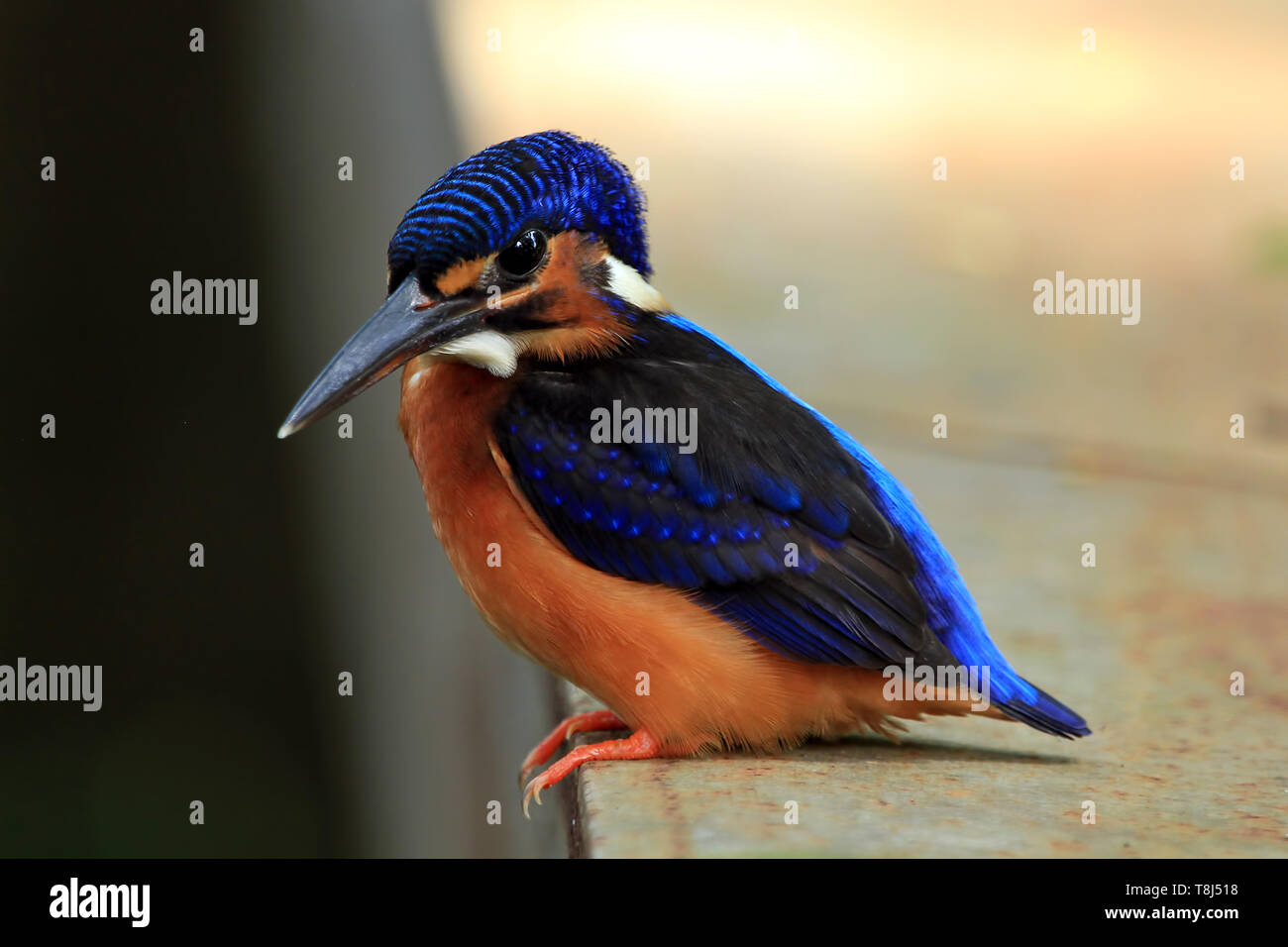 Ritratto di un comune kingfisher, Indonesia Foto Stock