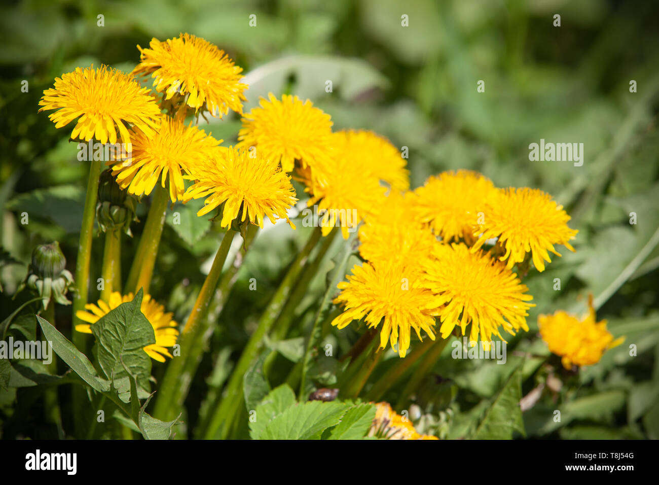 Di colore giallo brillante tarassaco fiori crescono sul prato di primavera. Foto macro con morbida messa a fuoco selettiva Foto Stock