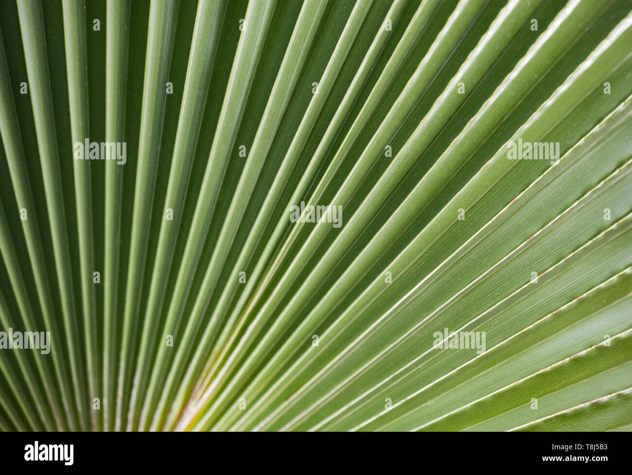 Di foglie di palma verde naturale sfondo, foto macro con selective soft focus Foto Stock