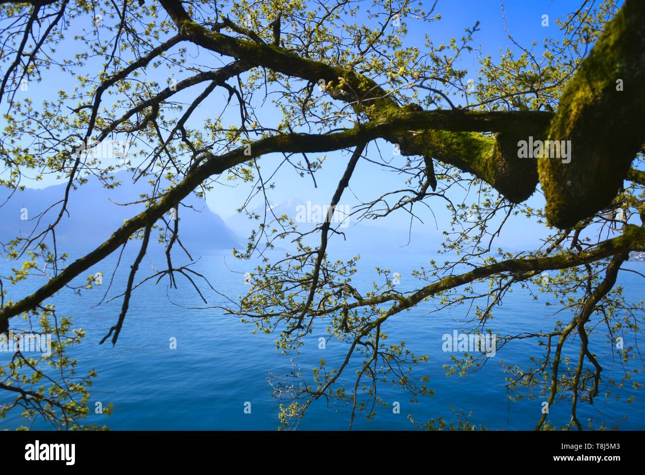 Ramo di albero da un lago, il Lago di Lucerna, Svizzera Foto Stock