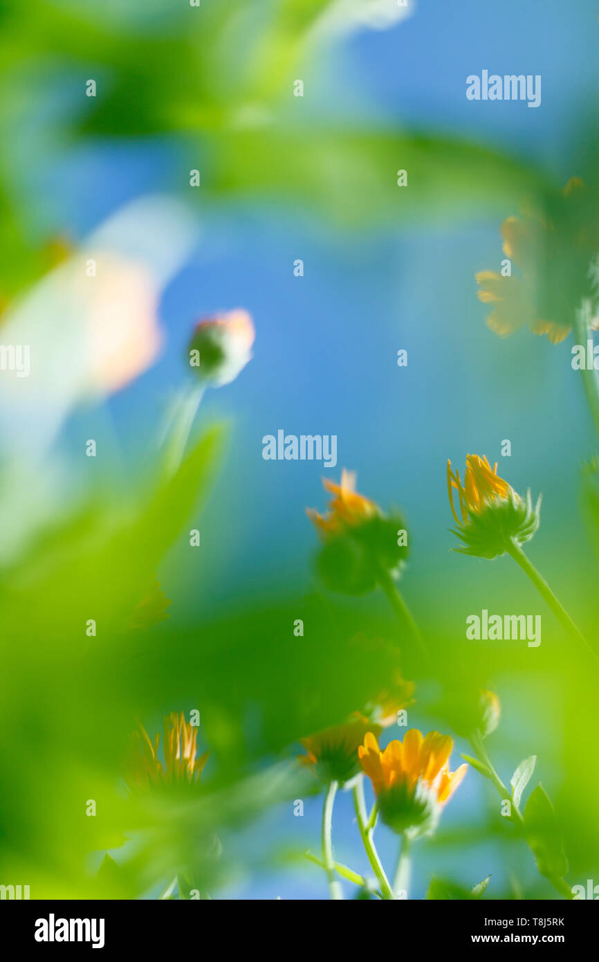Piccoli fiori bianchi su una tonica sul dolce morbido blu e sfondo rosa all'aperto close-up macro . Foto Stock
