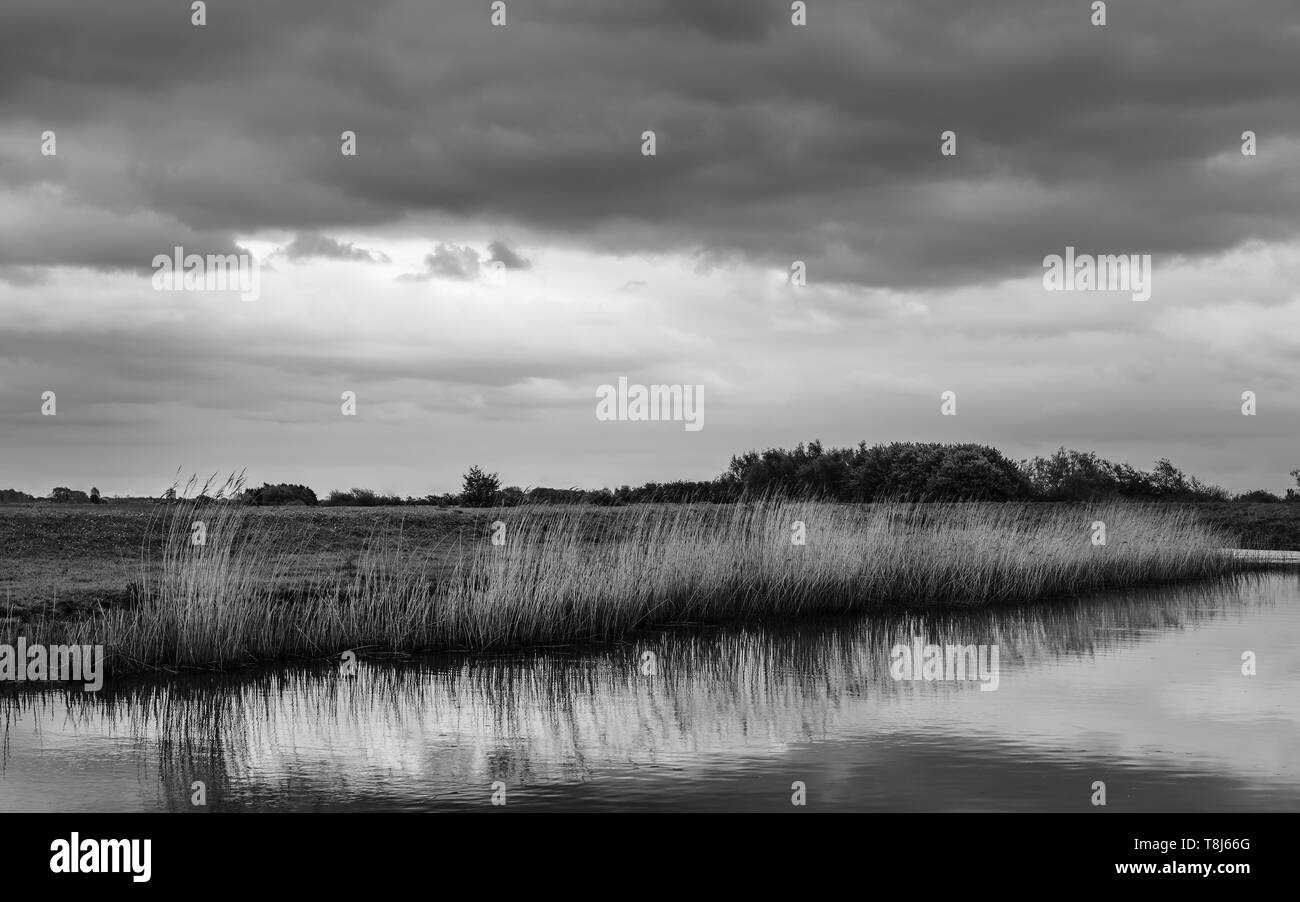 Vista sul fiume scafo con alti giunchi e terreni agricoli in distanza e cluster di alberi sulla mattina nuvoloso, Beverley, Yorkshire, Regno Unito. Foto Stock