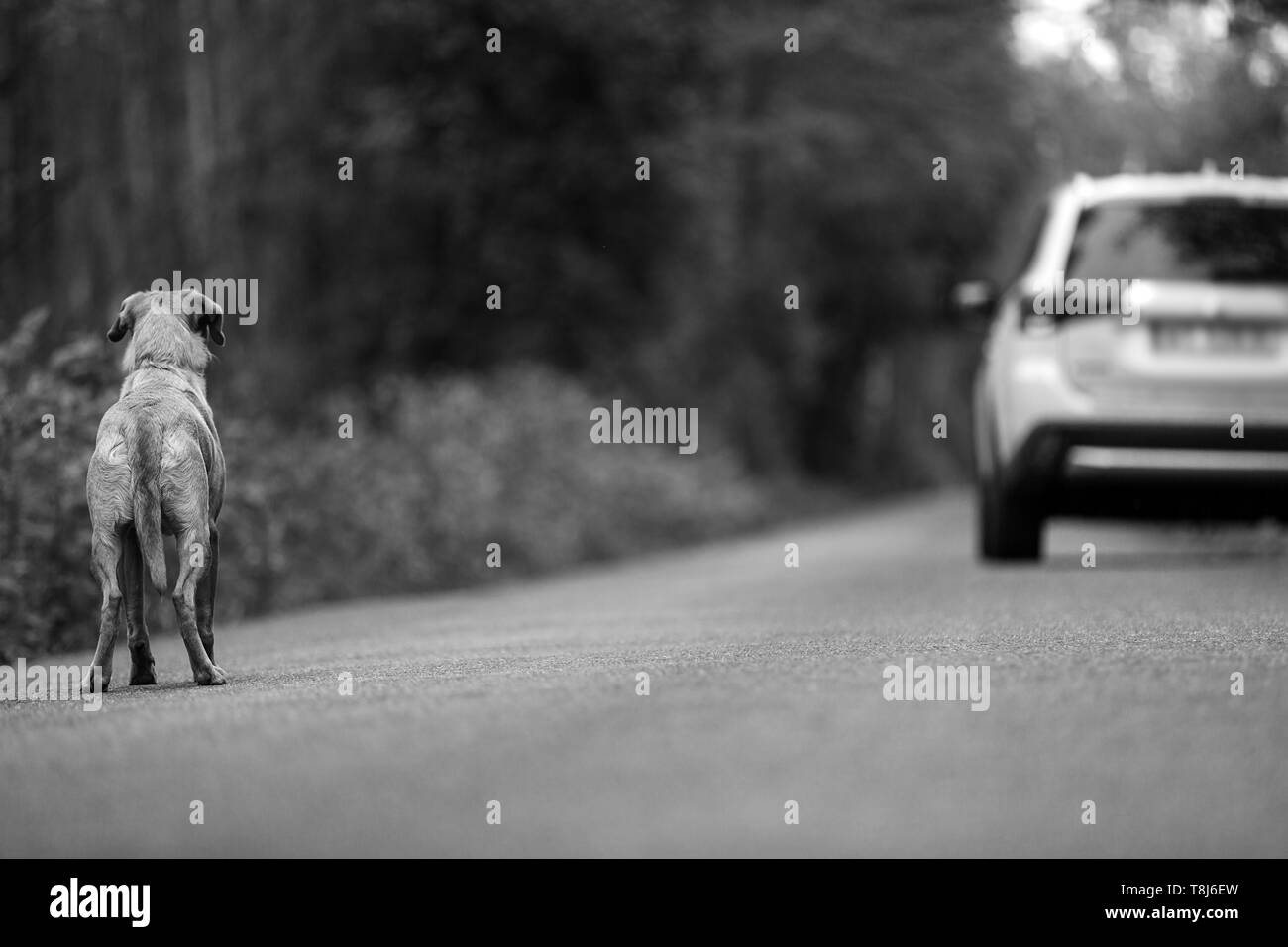 Il Labrador cani abbandonati sulla strada, in background di lasciare la macchina Foto Stock