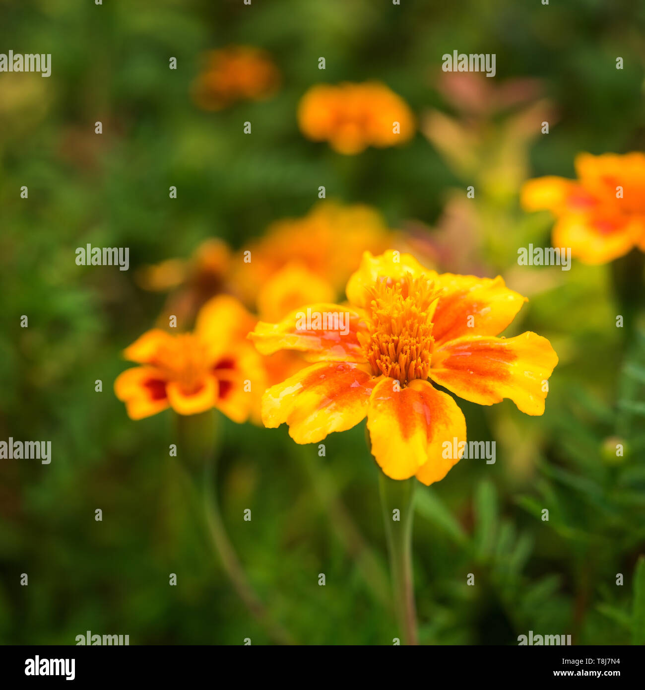 Immagine quadrata di luminoso e caldo giallo e rosso arancione tagetes fiore non focalizzato con il verde delle foglie e pochi fiori in background. Messa a fuoco selettiva. Messaggio di saluto Foto Stock