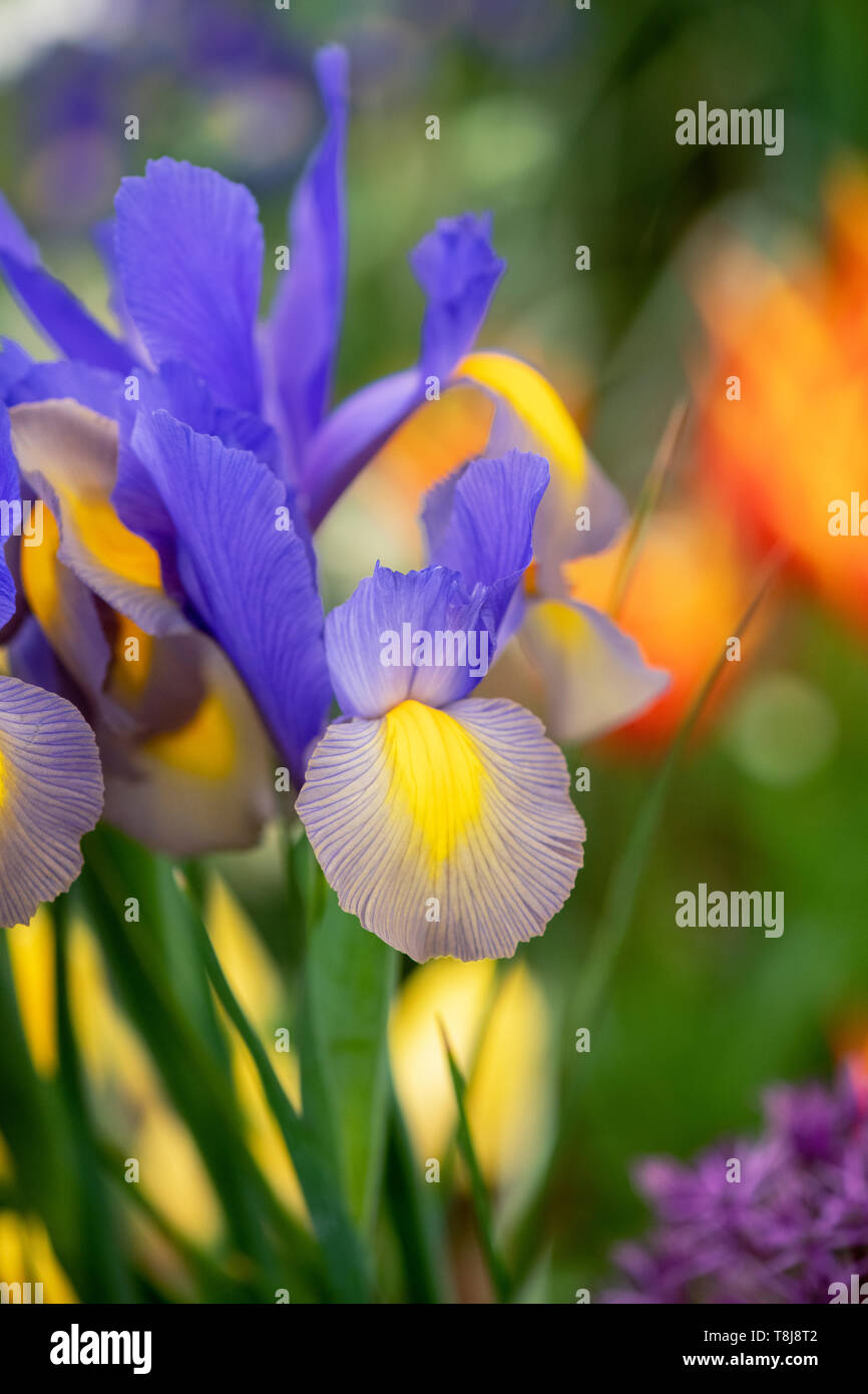 Iris x Hollandica 'Gypsy bellezza'. Iridi olandese 'Gypsy bellezza' Fiori. Regno Unito Foto Stock