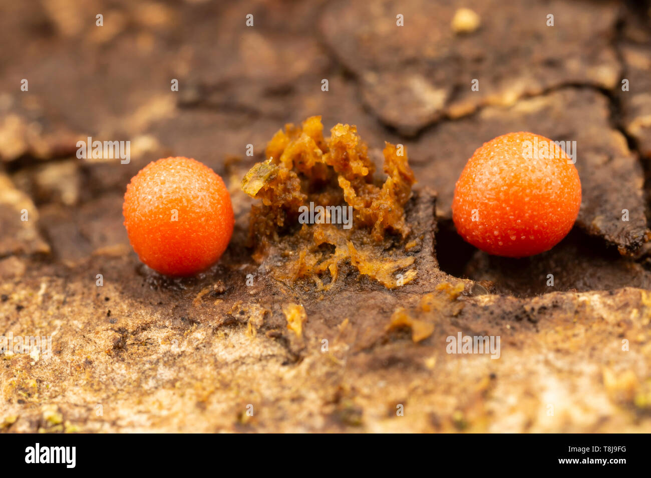 Del lupo del latte (Lycogala epidendrum) Foto Stock