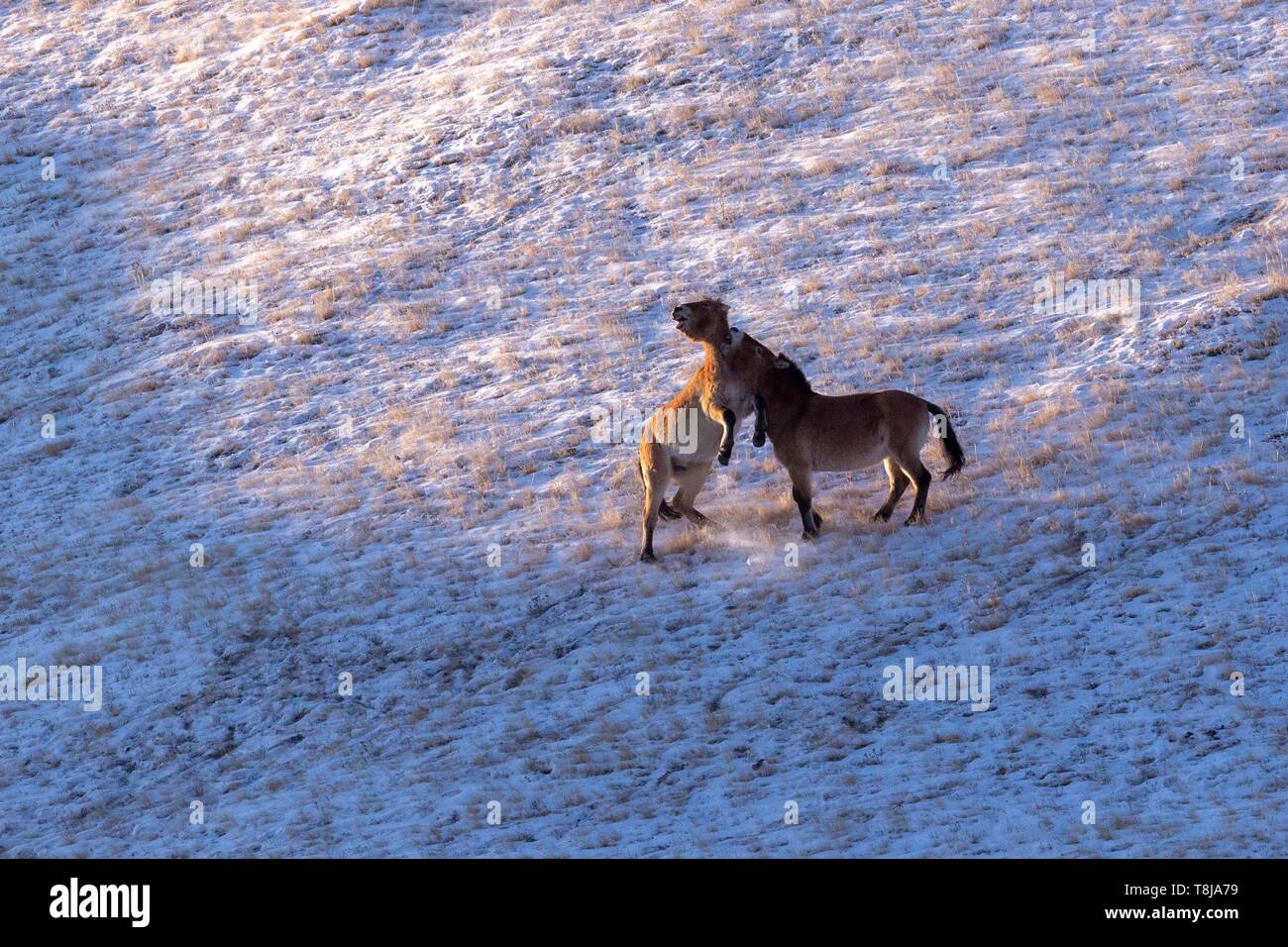 Mongolia, Hustai National Park, cavallo di Przewalski o cavallo selvatico della Mongolia o cavallo Dzungarian ( Equus przewalskii o Equus ferus przewalskii), reintrodotte dal 1993 in Khustain Nuruu National Park, la lotta tra due giovani maschi Foto Stock
