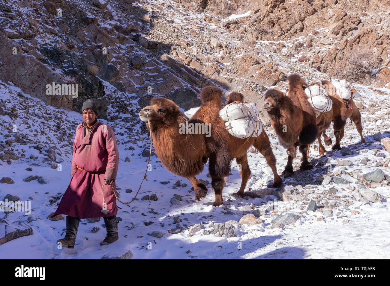 Mongolia Mongolia occidentale, montagne di Altai, Pastore e cammelli carichi di sacche di ghiaccio di acqua di alimentazione Foto Stock
